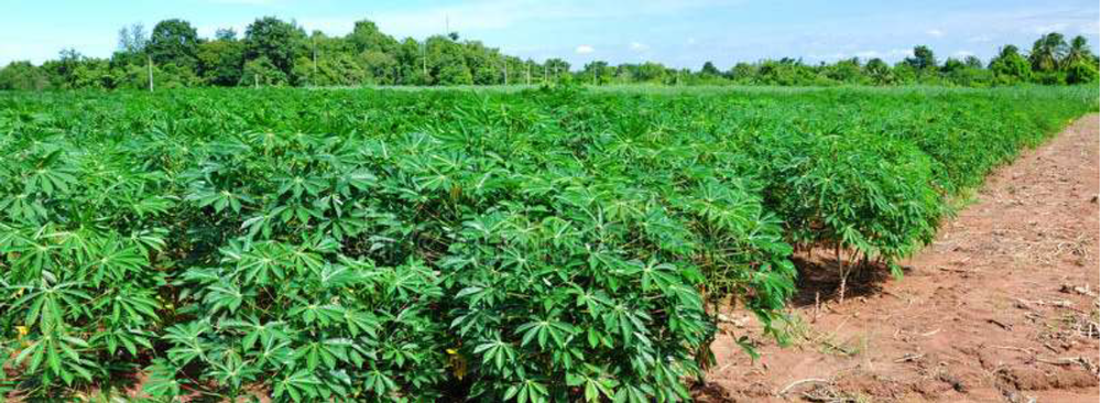 Computationally Efficient Genome-Scale Evolutionary Inference: Creating a Sustainable Future for African Smallholder Farmers